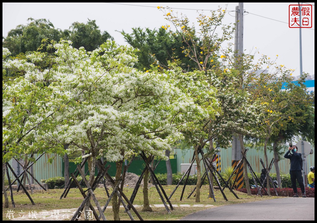 台中景點|崴立機電櫻花公園．普賢象櫻、紫藤、流蘇一次滿足/免費賞櫻秘境/中部景點/台中半日遊 @假日農夫愛趴趴照