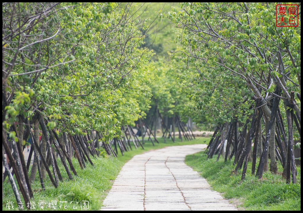 台中景點|崴立機電櫻花公園．普賢象櫻、紫藤、流蘇一次滿足/免費賞櫻秘境/中部景點/台中半日遊 @假日農夫愛趴趴照