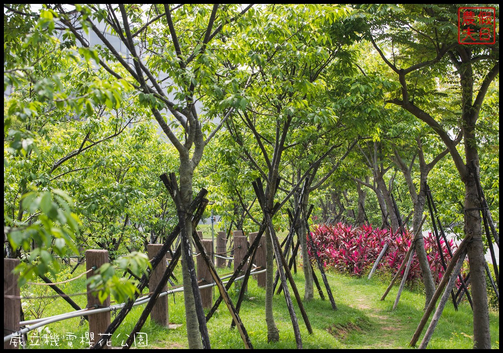 台中景點|崴立機電櫻花公園．普賢象櫻、紫藤、流蘇一次滿足/免費賞櫻秘境/中部景點/台中半日遊 @假日農夫愛趴趴照