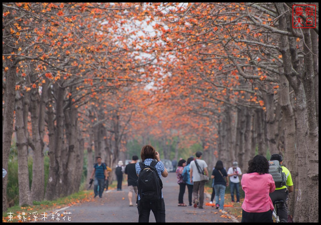 彰化景點|二林東螺溪木棉花道．美麗的火紅大道/半日遊/中部景點 @假日農夫愛趴趴照