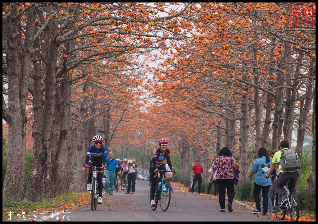 彰化景點|二林東螺溪木棉花道．美麗的火紅大道/半日遊/中部景點 @假日農夫愛趴趴照