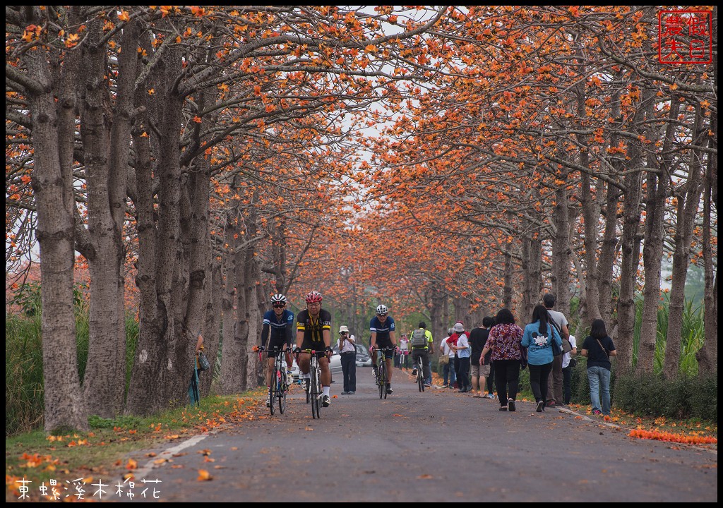 彰化景點|二林東螺溪木棉花道．美麗的火紅大道/半日遊/中部景點 @假日農夫愛趴趴照