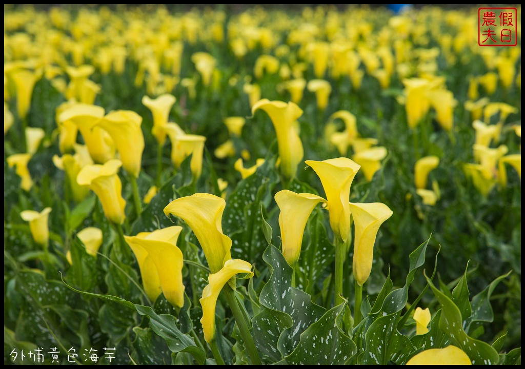 四季花曆賞花情報懶人包 | 梅花、櫻花、桐花、荷花、楓葉、落羽松/花季景點一覽表/跟著季節去賞花旅遊/賞花祕境/農夫愛賞花 @假日農夫愛趴趴照