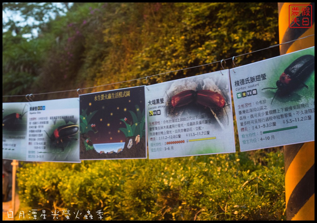 頭社水庫|日月潭星光螢火蟲季/歐都納戶外山野勇氣館/頭社活盆地 @假日農夫愛趴趴照