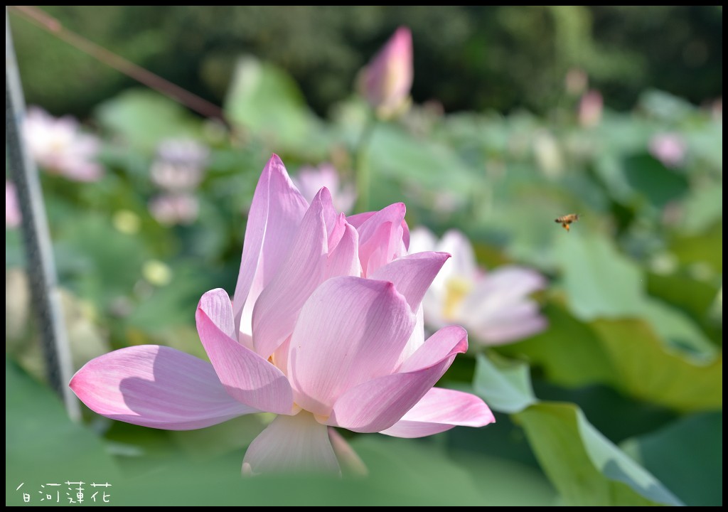 嘉義台南旅遊|台灣好行關子嶺故宮南院線藝文享樂遊故宮南院 湯泉美地住宿二日套票．暢遊西拉雅國家風景區 @假日農夫愛趴趴照