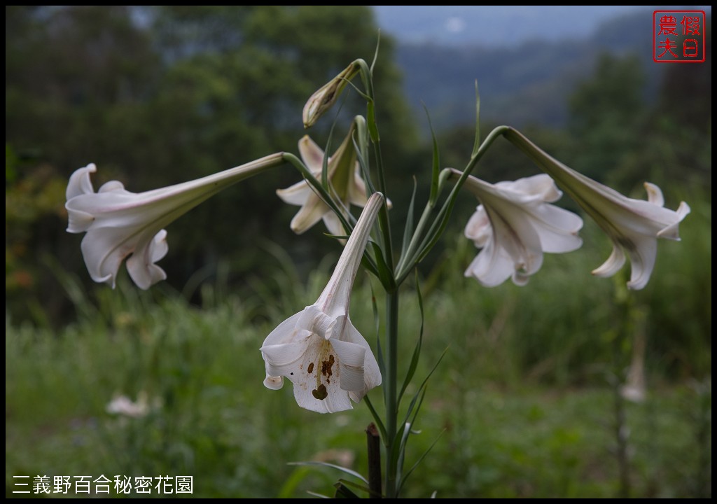 三義野百合秘密花園．一年只開放一次的美麗/免費參觀|苗栗旅遊 @假日農夫愛趴趴照