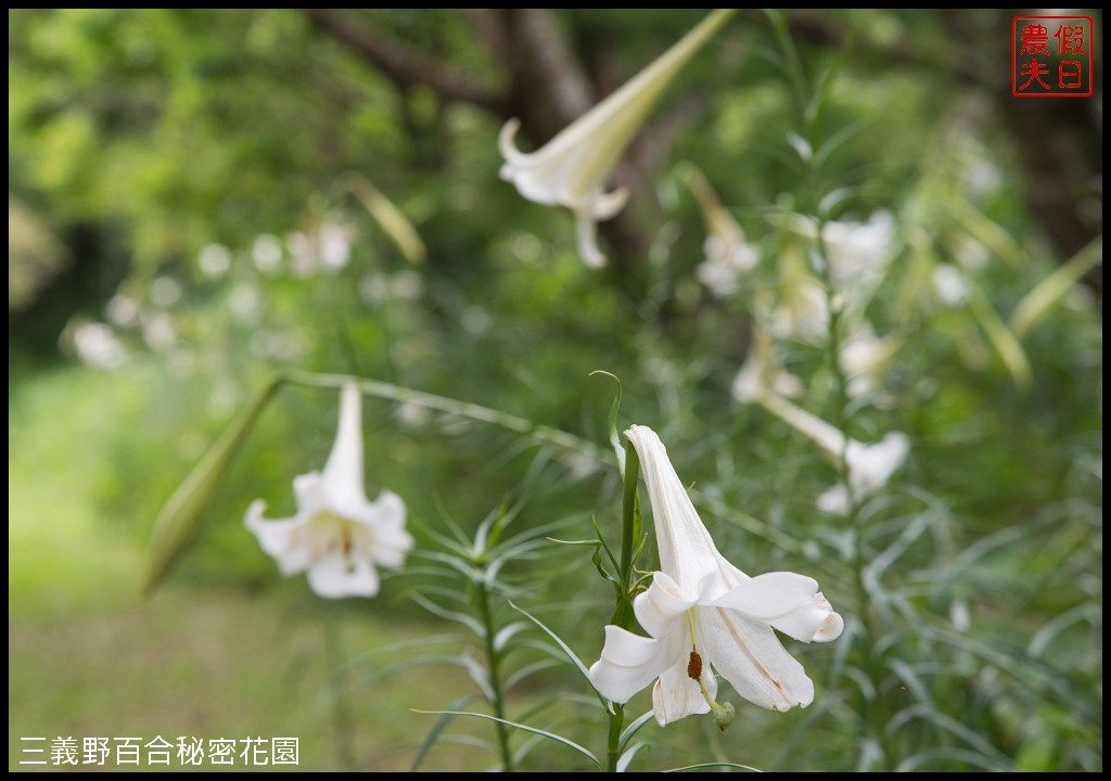 三義野百合秘密花園．一年只開放一次的美麗/免費參觀|苗栗旅遊 @假日農夫愛趴趴照