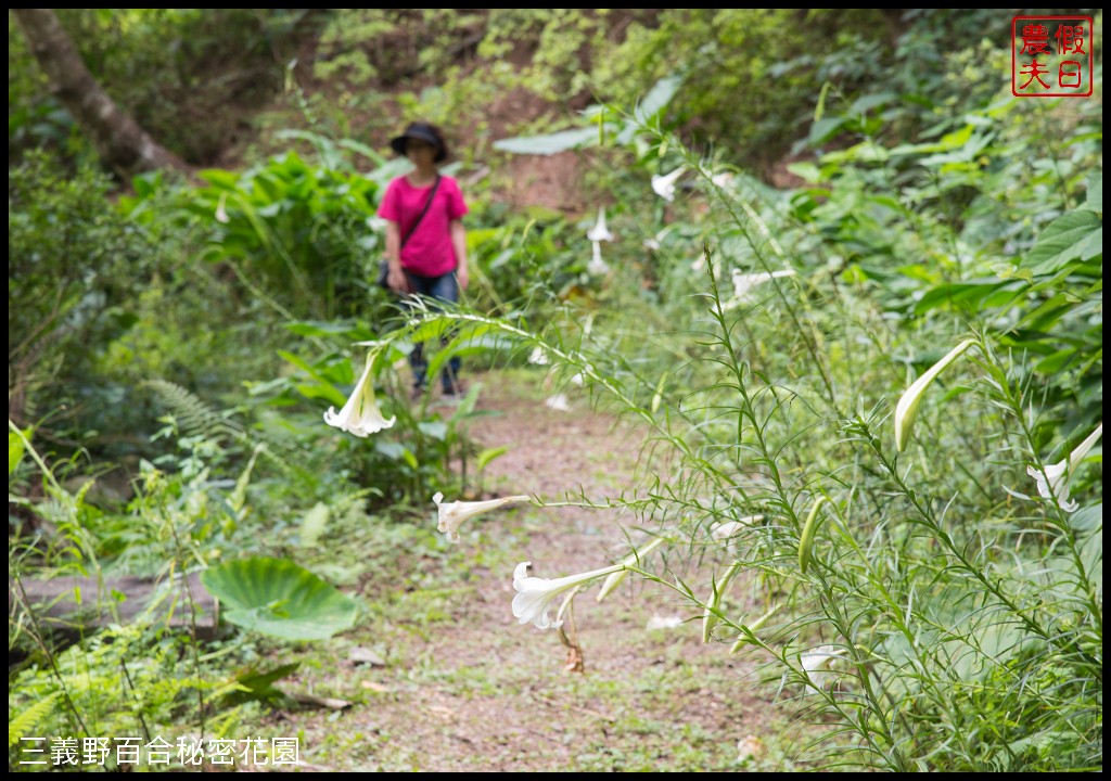 三義野百合秘密花園．一年只開放一次的美麗/免費參觀|苗栗旅遊 @假日農夫愛趴趴照