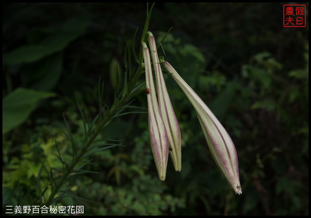 三義野百合秘密花園．一年只開放一次的美麗/免費參觀|苗栗旅遊 @假日農夫愛趴趴照