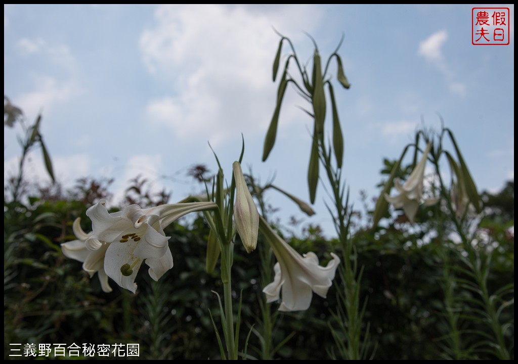 三義野百合秘密花園．一年只開放一次的美麗/免費參觀|苗栗旅遊 @假日農夫愛趴趴照