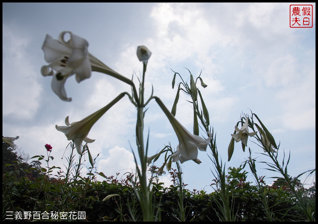 三義野百合秘密花園．一年只開放一次的美麗/免費參觀|苗栗旅遊 @假日農夫愛趴趴照