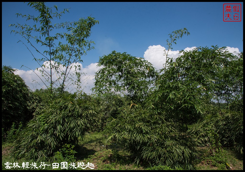 雲林輕旅行|古坑麻園社區採竹筍×斗六行啟紀念館×太平老街碗粿×雲中街生活聚落/一日遊 @假日農夫愛趴趴照