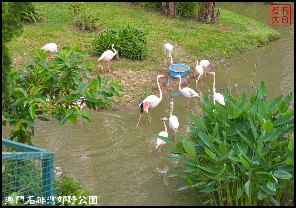 澳門景點|石排灣郊野公園．一次可以看到四隻大熊貓/門票、交通、巴士 @假日農夫愛趴趴照