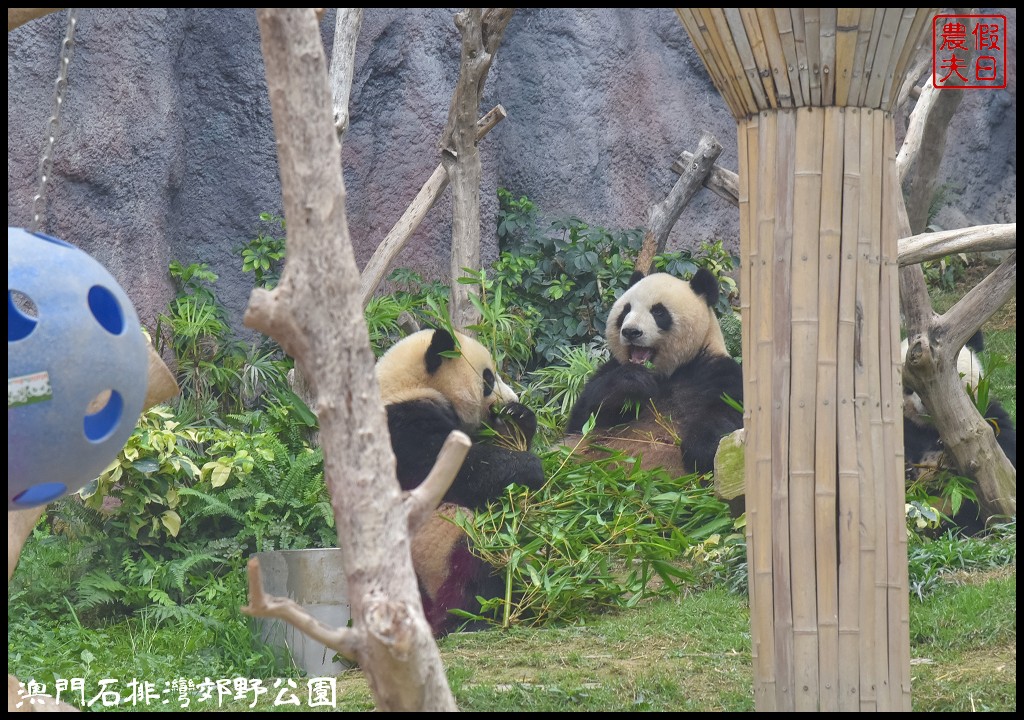 澳門景點|石排灣郊野公園．一次可以看到四隻大熊貓/門票、交通、巴士 @假日農夫愛趴趴照
