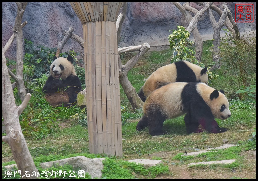 澳門景點|石排灣郊野公園．一次可以看到四隻大熊貓/門票、交通、巴士 @假日農夫愛趴趴照