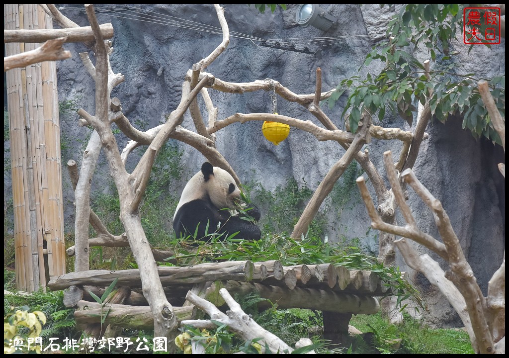 澳門景點|石排灣郊野公園．一次可以看到四隻大熊貓/門票、交通、巴士 @假日農夫愛趴趴照