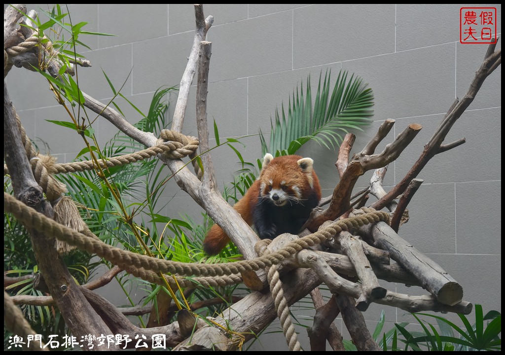 澳門景點|石排灣郊野公園．一次可以看到四隻大熊貓/門票、交通、巴士 @假日農夫愛趴趴照