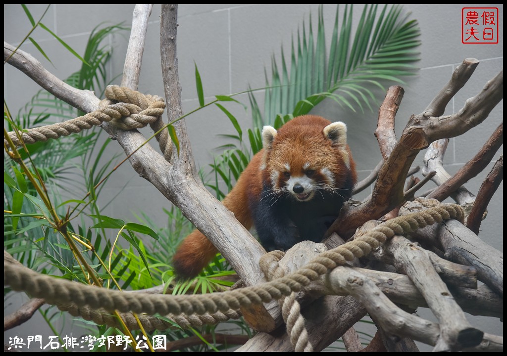 澳門景點|石排灣郊野公園．一次可以看到四隻大熊貓/門票、交通、巴士 @假日農夫愛趴趴照