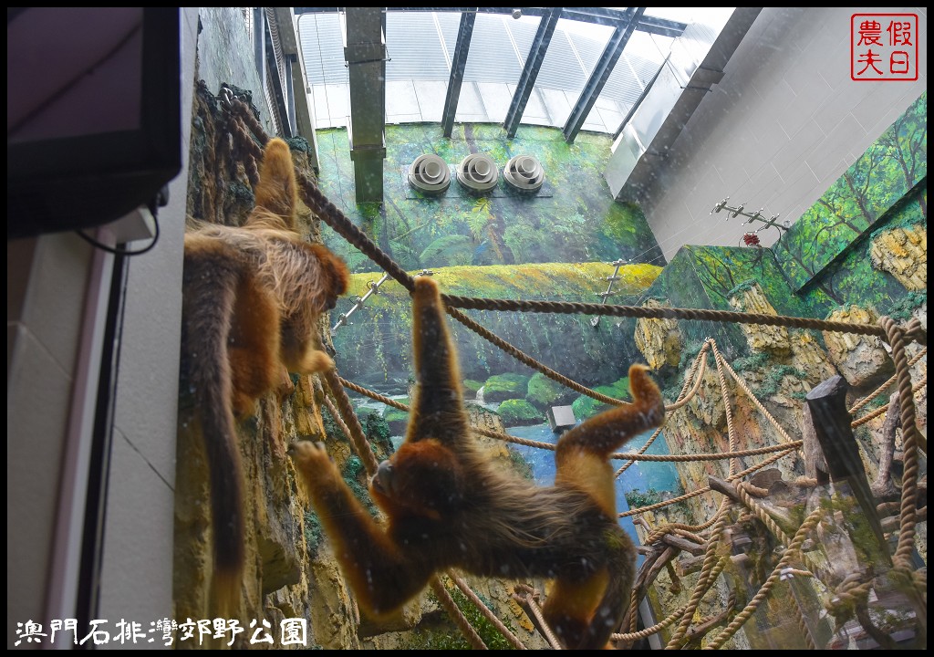 澳門景點|石排灣郊野公園．一次可以看到四隻大熊貓/門票、交通、巴士 @假日農夫愛趴趴照