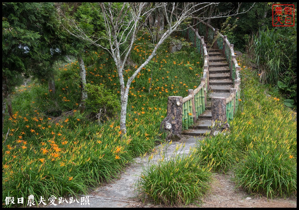 台東景點|太麻里金針山．季節限定的美麗/曙光渡假酒店/半日遊/一日遊 @假日農夫愛趴趴照