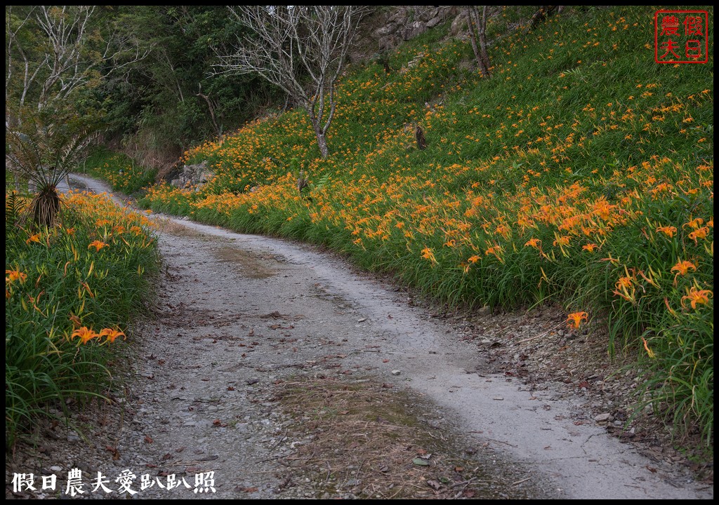 台東景點|太麻里金針山．季節限定的美麗/曙光渡假酒店/半日遊/一日遊 @假日農夫愛趴趴照