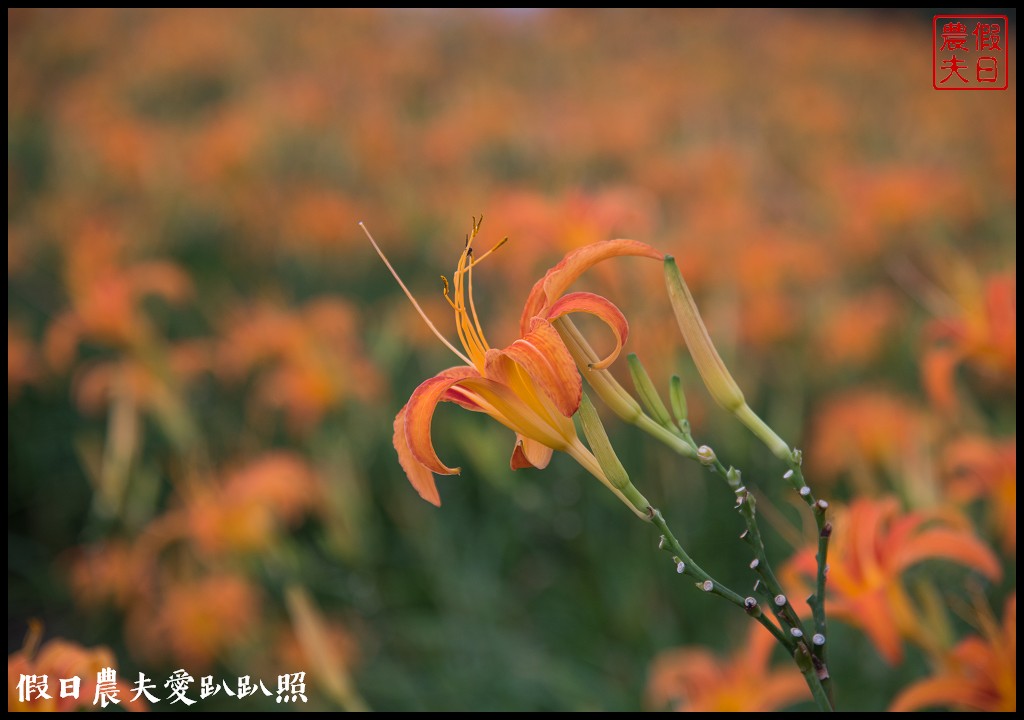 台東景點|太麻里金針山．季節限定的美麗/曙光渡假酒店/半日遊/一日遊 @假日農夫愛趴趴照