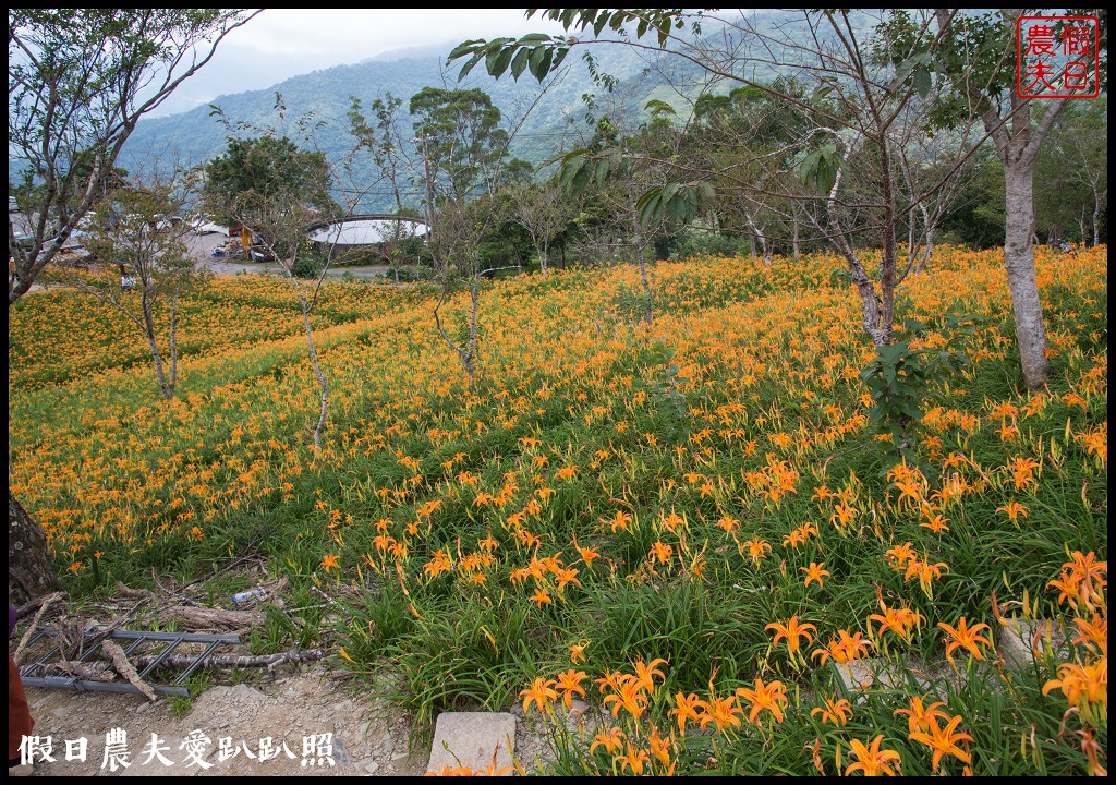 台東景點|太麻里金針山．季節限定的美麗/曙光渡假酒店/半日遊/一日遊 @假日農夫愛趴趴照