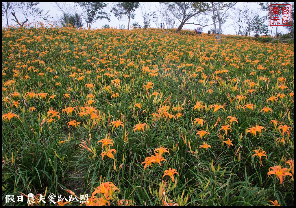 台東景點|太麻里金針山．季節限定的美麗/曙光渡假酒店/半日遊/一日遊 @假日農夫愛趴趴照