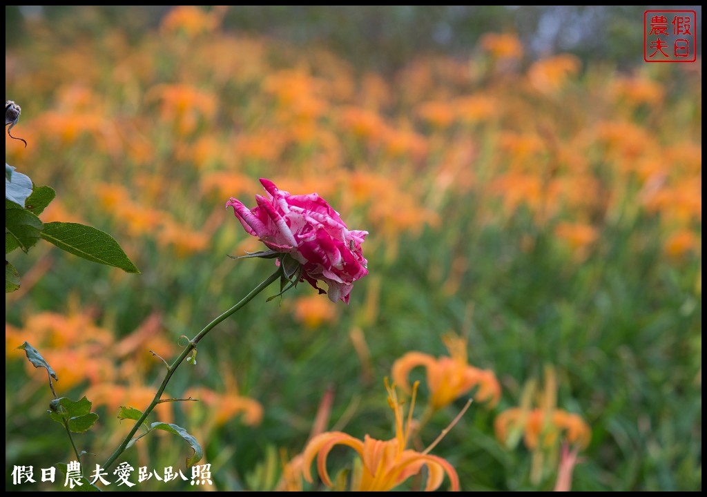 台東景點|太麻里金針山．季節限定的美麗/曙光渡假酒店/半日遊/一日遊 @假日農夫愛趴趴照