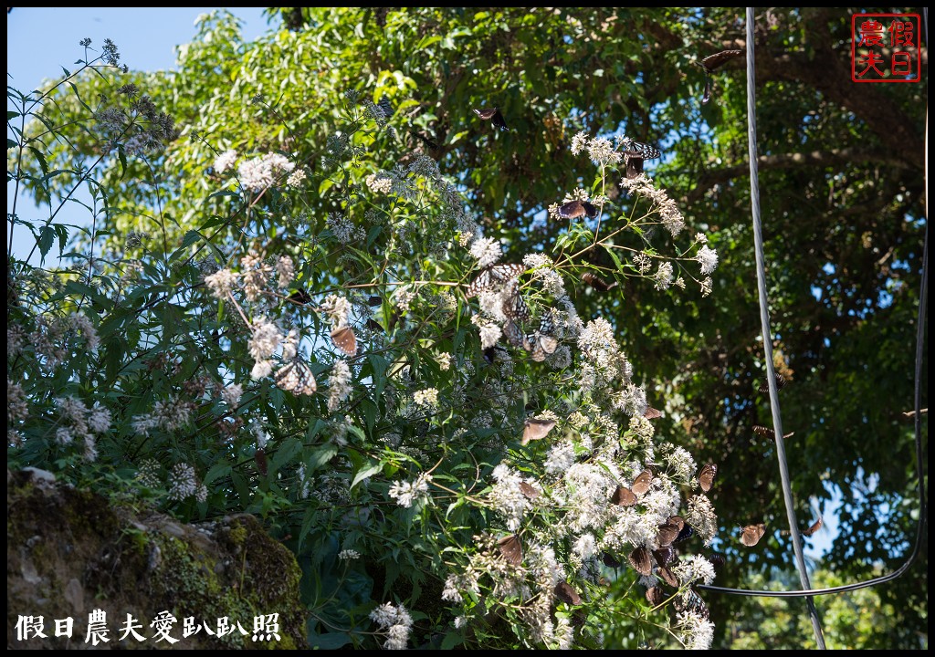 嘉義旅遊 | 茶山部落深度小旅行．獵人射箭 、搗麻糬、吹鳥笛、野溪漂流、向天神取火/開元農場/太平雲梯/二天一夜怎麼玩 @假日農夫愛趴趴照