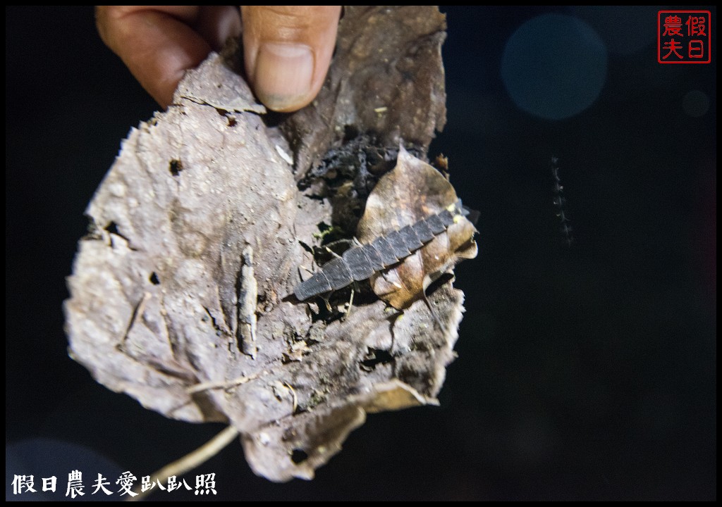 嘉義旅遊 | 茶山部落深度小旅行．獵人射箭 、搗麻糬、吹鳥笛、野溪漂流、向天神取火/開元農場/太平雲梯/二天一夜怎麼玩 @假日農夫愛趴趴照