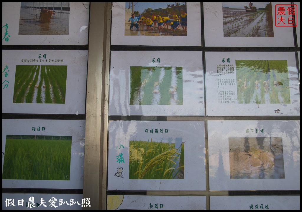 雲林旅遊 | 金水164烏克麗麗農遊海味體驗團一日遊/開臺第一庄顏厝寮/椬梧滯洪池/口湖遊客中心/憨吉秘塘/冠弦吉他樂器社 @假日農夫愛趴趴照