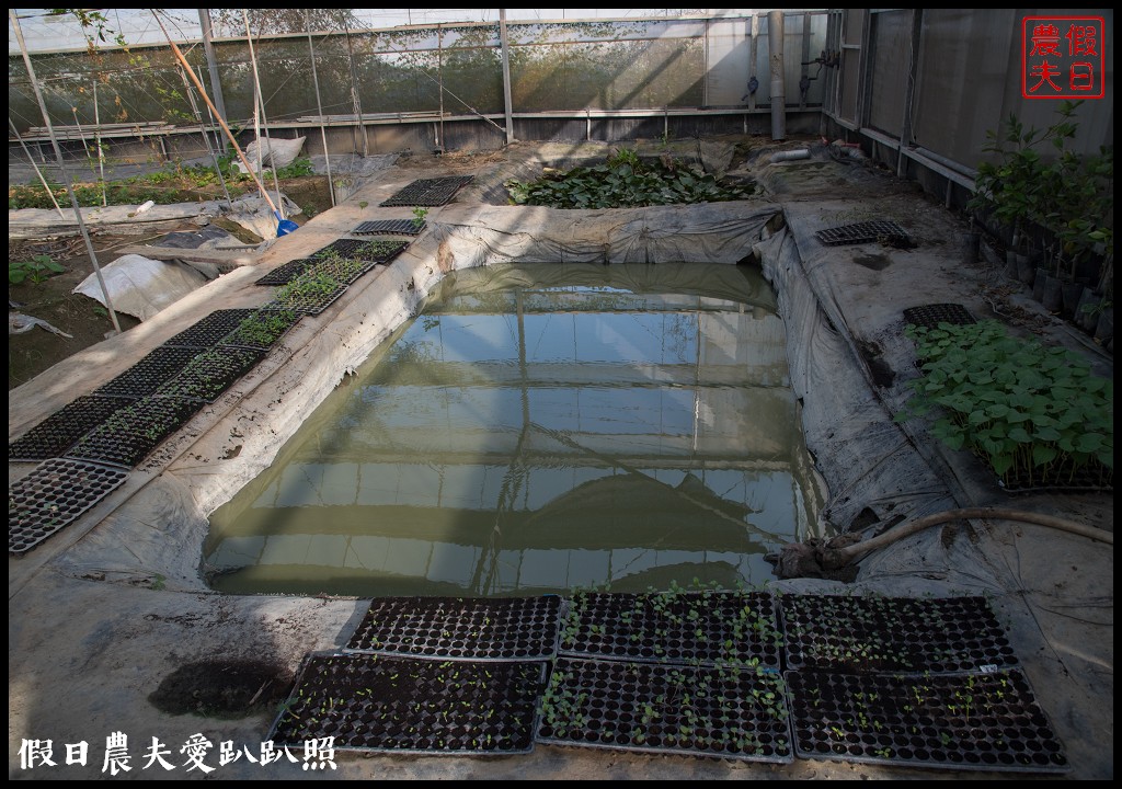 雲林旅遊 | 金水164烏克麗麗農遊海味體驗團一日遊/開臺第一庄顏厝寮/椬梧滯洪池/口湖遊客中心/憨吉秘塘/冠弦吉他樂器社 @假日農夫愛趴趴照