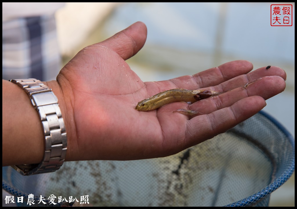 雲林旅遊 | 金水164烏克麗麗農遊海味體驗團一日遊/開臺第一庄顏厝寮/椬梧滯洪池/口湖遊客中心/憨吉秘塘/冠弦吉他樂器社 @假日農夫愛趴趴照