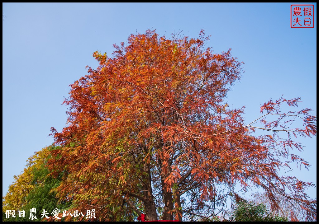 彰化美食 | 北斗家園藝術咖啡牛排館．隱身在落羽松秘境裡的庭園餐廳/團體聚餐/約會/田尾公路花園 @假日農夫愛趴趴照