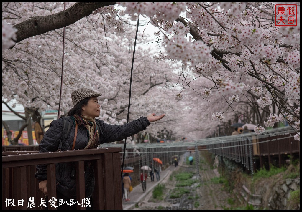 韓國旅遊 | 釜山到鎮海賞櫻一日遊．交通方式/行程安排/慶和火車站/余佐川羅曼史橋/長福山公園/鎮海軍港節/櫻花 @假日農夫愛趴趴照