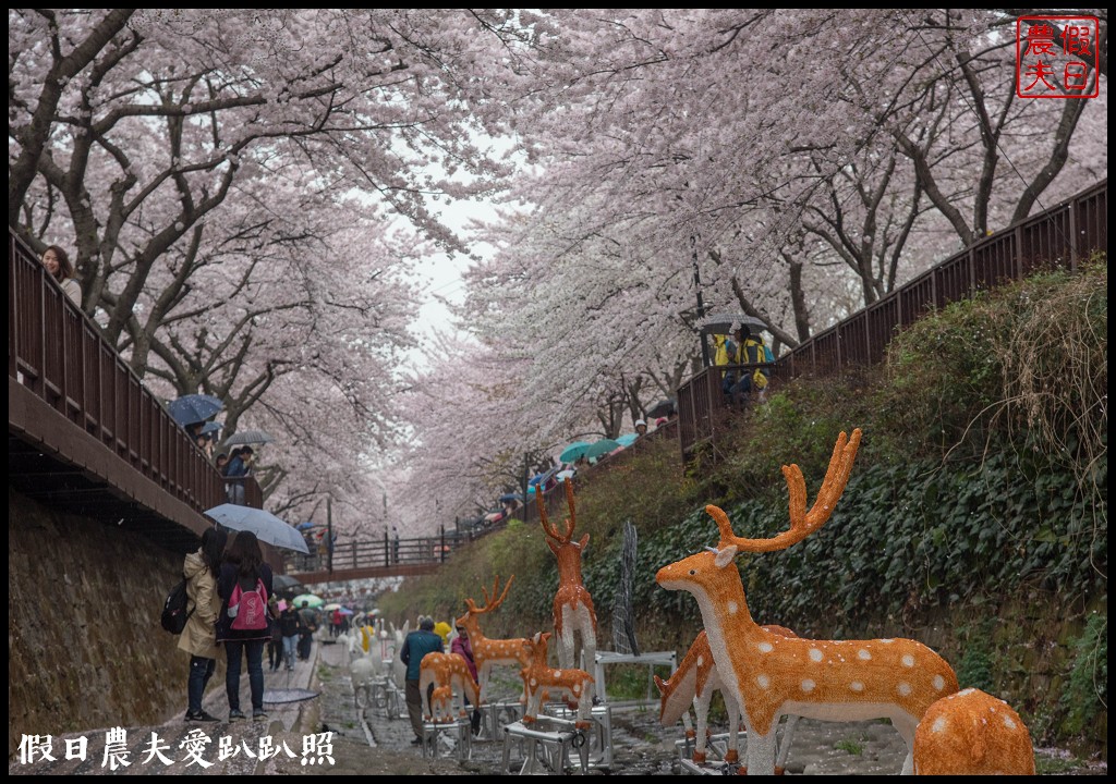 韓國旅遊 | 釜山到鎮海賞櫻一日遊．交通方式/行程安排/慶和火車站/余佐川羅曼史橋/長福山公園/鎮海軍港節/櫻花 @假日農夫愛趴趴照