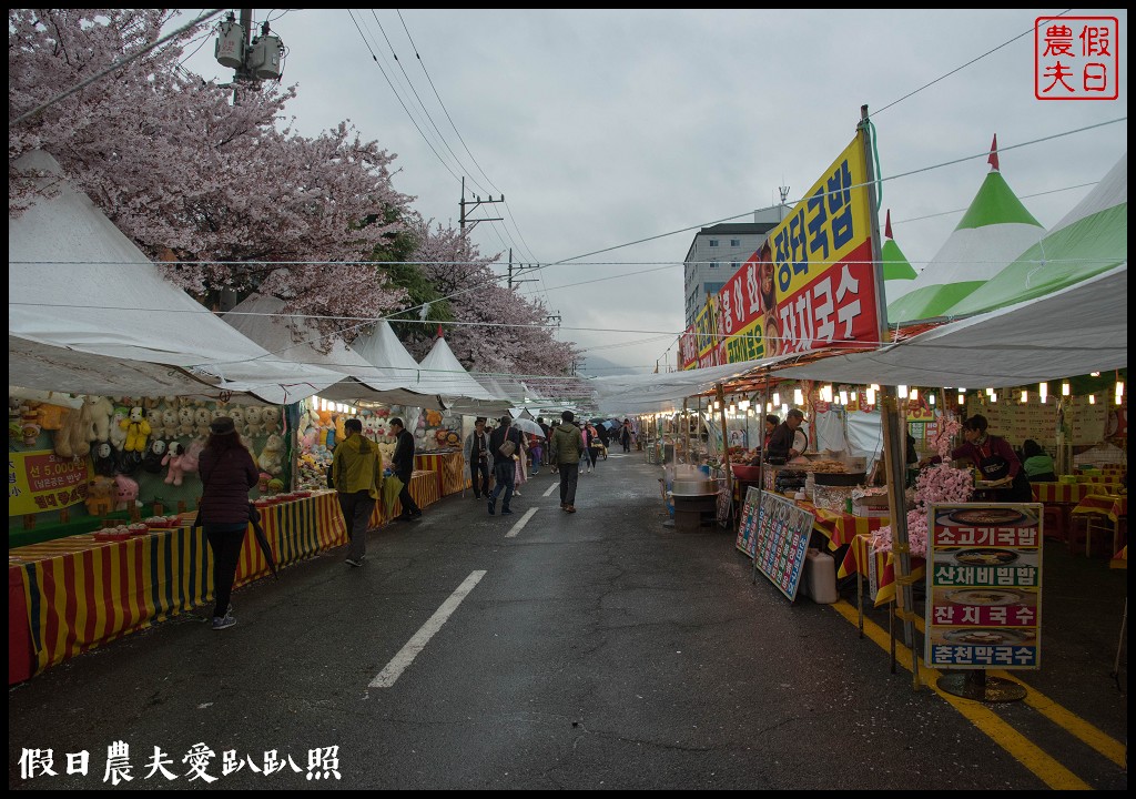 韓國旅遊 | 釜山到鎮海賞櫻一日遊．交通方式/行程安排/慶和火車站/余佐川羅曼史橋/長福山公園/鎮海軍港節/櫻花 @假日農夫愛趴趴照