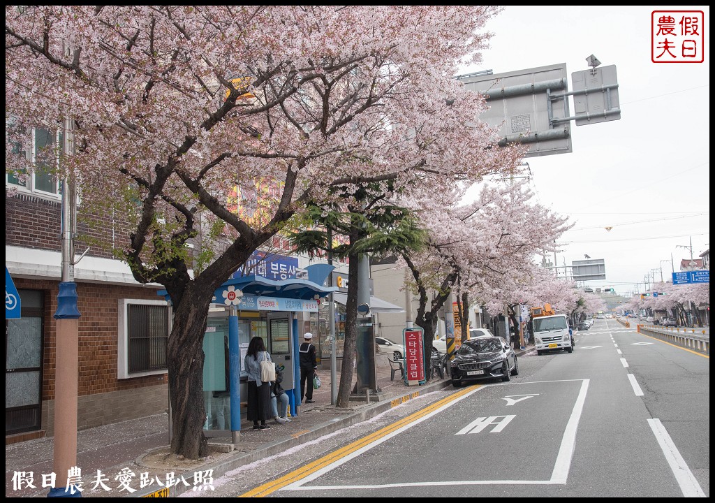 韓國旅遊 | 釜山到鎮海賞櫻一日遊．交通方式/行程安排/慶和火車站/余佐川羅曼史橋/長福山公園/鎮海軍港節/櫻花 @假日農夫愛趴趴照