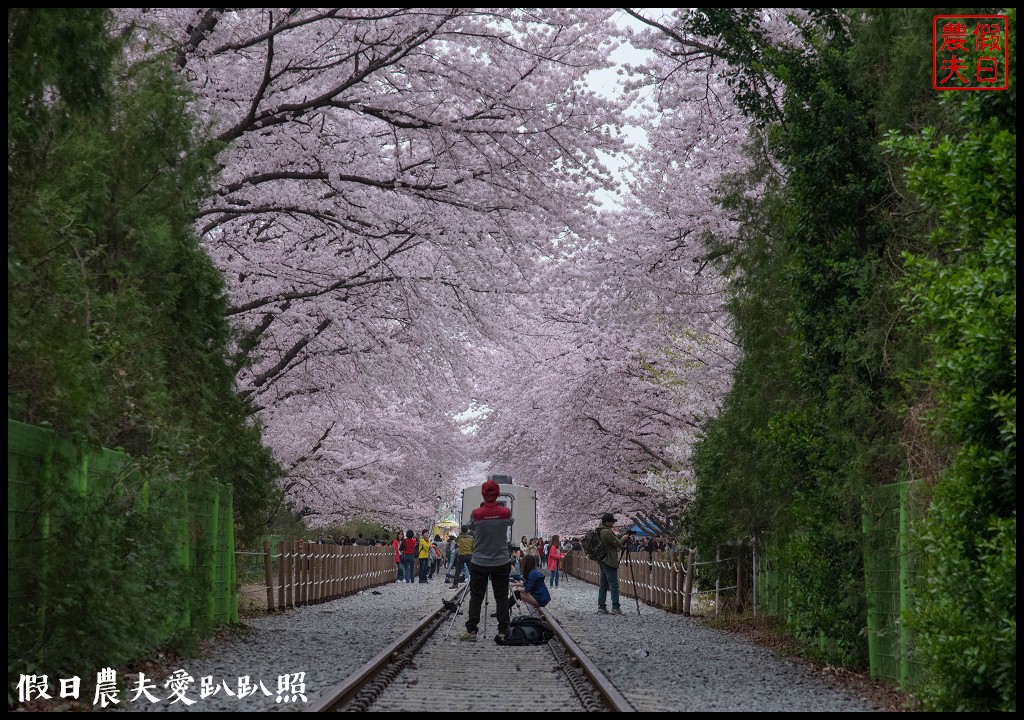 韓國旅遊 | 釜山到鎮海賞櫻一日遊．交通方式/行程安排/慶和火車站/余佐川羅曼史橋/長福山公園/鎮海軍港節/櫻花 @假日農夫愛趴趴照