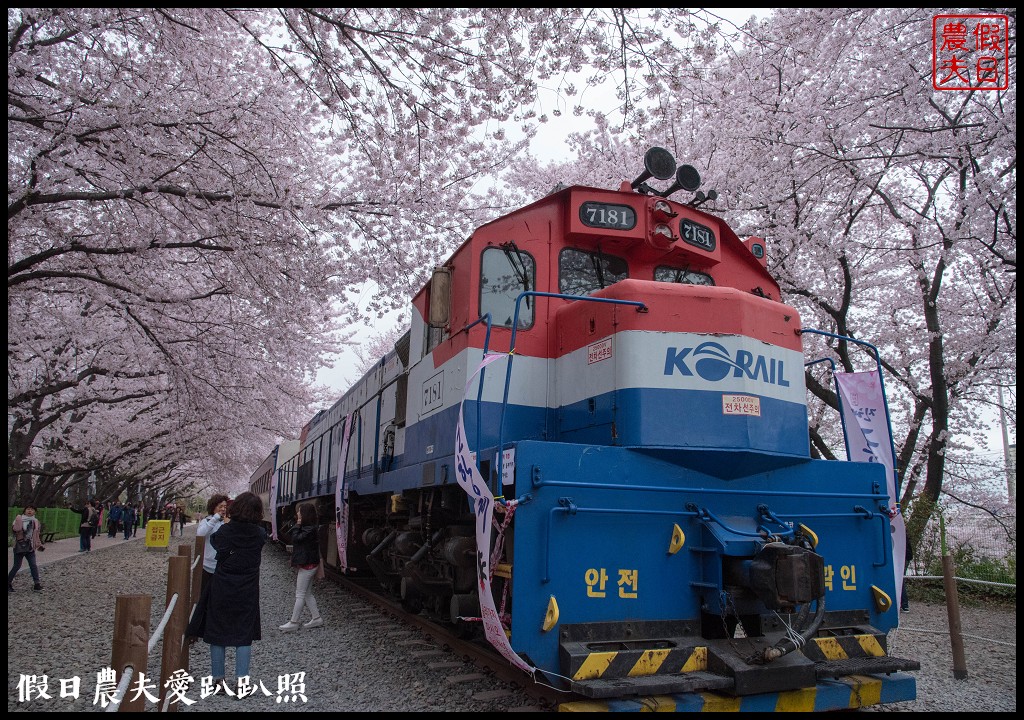 韓國旅遊 | 釜山到鎮海賞櫻一日遊．交通方式/行程安排/慶和火車站/余佐川羅曼史橋/長福山公園/鎮海軍港節/櫻花 @假日農夫愛趴趴照