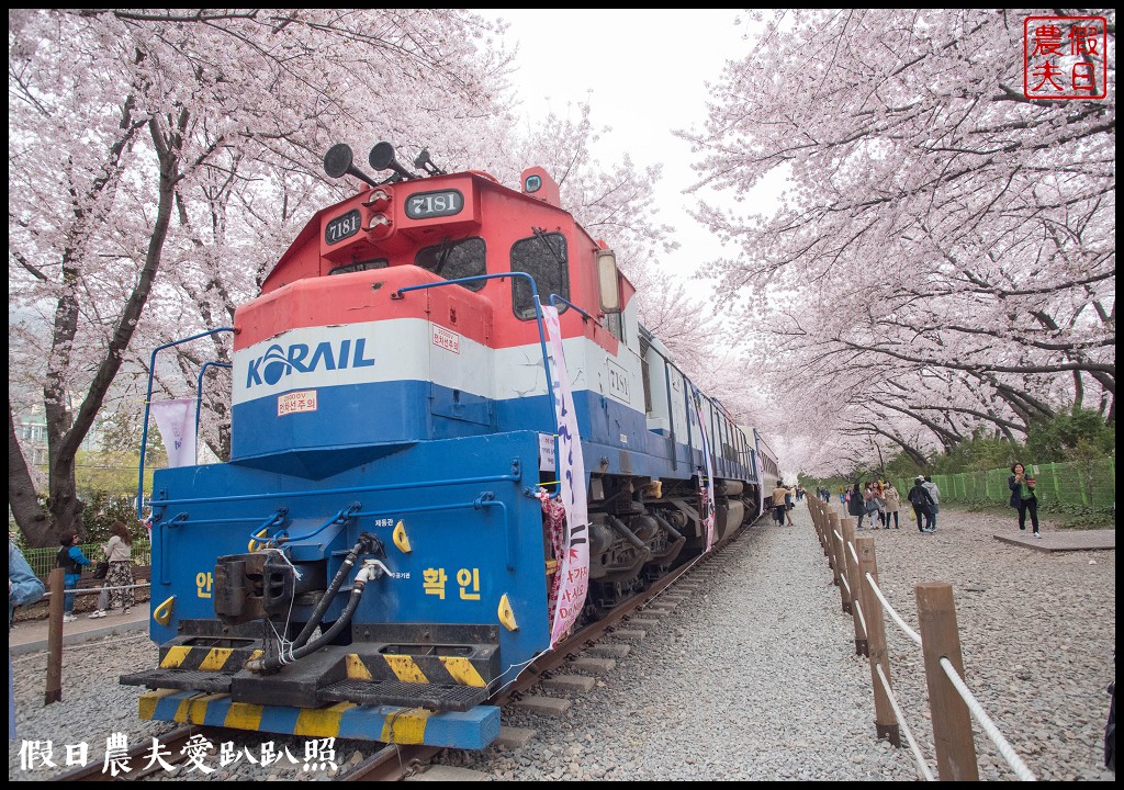 韓國旅遊 | 釜山到鎮海賞櫻一日遊．交通方式/行程安排/慶和火車站/余佐川羅曼史橋/長福山公園/鎮海軍港節/櫻花 @假日農夫愛趴趴照