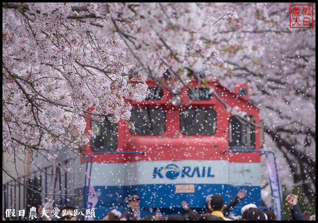 韓國旅遊 | 釜山到鎮海賞櫻一日遊．交通方式/行程安排/慶和火車站/余佐川羅曼史橋/長福山公園/鎮海軍港節/櫻花 @假日農夫愛趴趴照