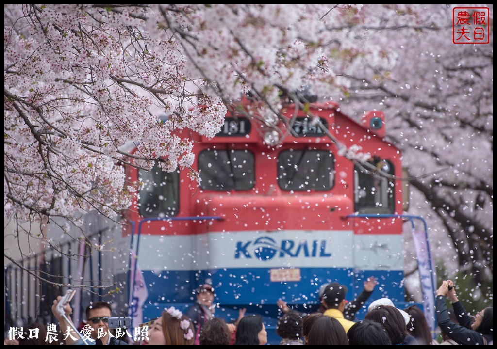 韓國旅遊 | 釜山到鎮海賞櫻一日遊．交通方式/行程安排/慶和火車站/余佐川羅曼史橋/長福山公園/鎮海軍港節/櫻花 @假日農夫愛趴趴照