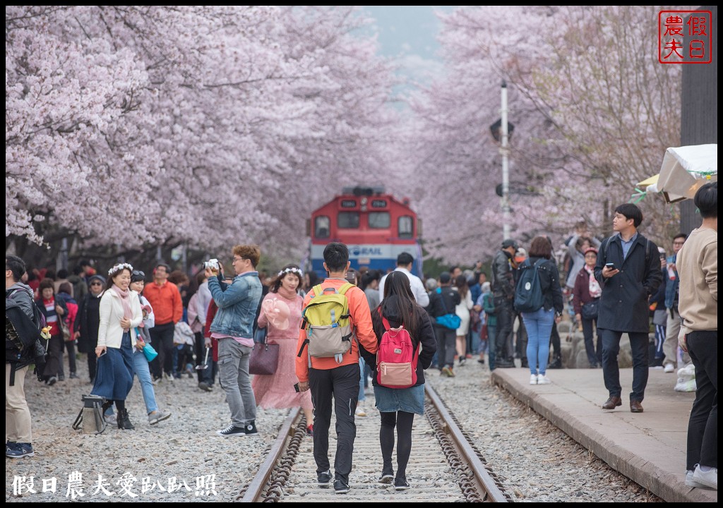 韓國旅遊 | 釜山到鎮海賞櫻一日遊．交通方式/行程安排/慶和火車站/余佐川羅曼史橋/長福山公園/鎮海軍港節/櫻花 @假日農夫愛趴趴照