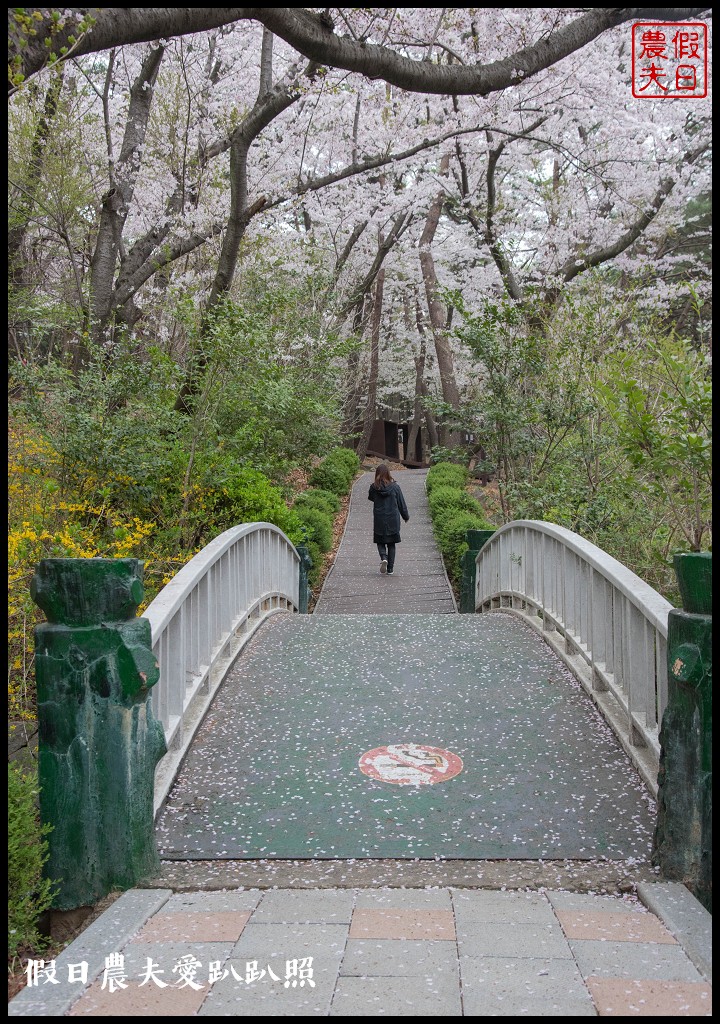 韓國旅遊 | 釜山到鎮海賞櫻一日遊．交通方式/行程安排/慶和火車站/余佐川羅曼史橋/長福山公園/鎮海軍港節/櫻花 @假日農夫愛趴趴照