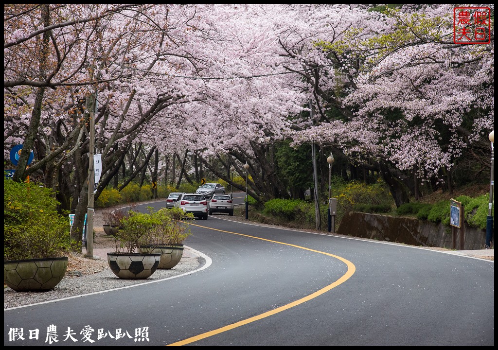 韓國旅遊 | 釜山到鎮海賞櫻一日遊．交通方式/行程安排/慶和火車站/余佐川羅曼史橋/長福山公園/鎮海軍港節/櫻花 @假日農夫愛趴趴照