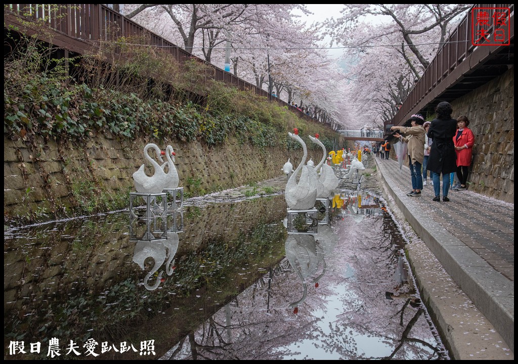 韓國旅遊 | 釜山到鎮海賞櫻一日遊．交通方式/行程安排/慶和火車站/余佐川羅曼史橋/長福山公園/鎮海軍港節/櫻花 @假日農夫愛趴趴照