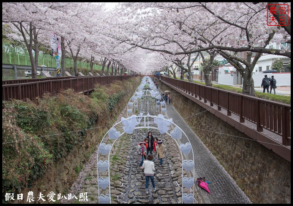 韓國旅遊 | 釜山到鎮海賞櫻一日遊．交通方式/行程安排/慶和火車站/余佐川羅曼史橋/長福山公園/鎮海軍港節/櫻花 @假日農夫愛趴趴照