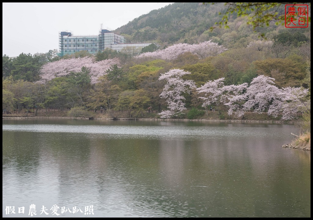 韓國旅遊 | 釜山到鎮海賞櫻一日遊．交通方式/行程安排/慶和火車站/余佐川羅曼史橋/長福山公園/鎮海軍港節/櫻花 @假日農夫愛趴趴照